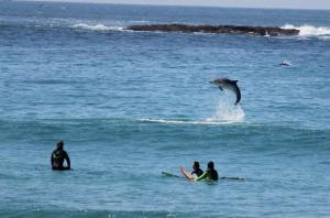 Imagini inedite: Un grup de delfini a fost surprins jucându-se în apropierea unor practicanţi de surf
