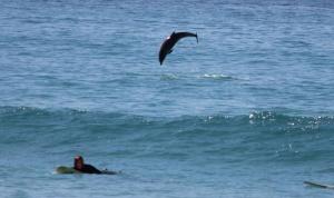 Imagini inedite: Un grup de delfini a fost surprins jucându-se în apropierea unor practicanţi de surf