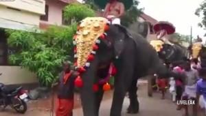 Un elefant morocănos a trântit la pământ un participant la o paradă. Ghinionistul a scăpat nevătămat VIDEO
