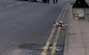 TEROARE! Şase câini pitbull au ieşit pe stradă şi au atacat trecătorii. Poliţia a împuşcat mortal doi câini (VIDEO)