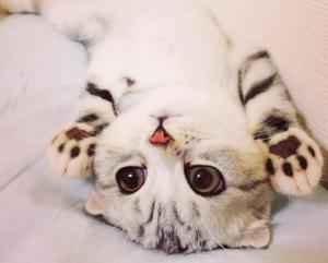 VIRAL Ea este Hana, pisica japoneză care a cucerit Instagramul (GALERIE FOTO)