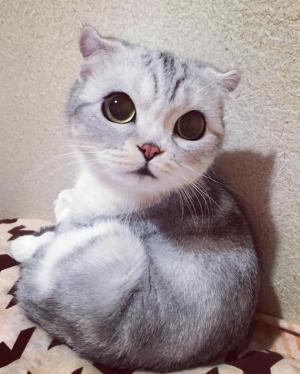 VIRAL Ea este Hana, pisica japoneză care a cucerit Instagramul (GALERIE FOTO)