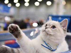 Curiozităţi pisiceşti: 13 lucruri surprinzătoare cu şi despre pisici, pe care nu le ştiai