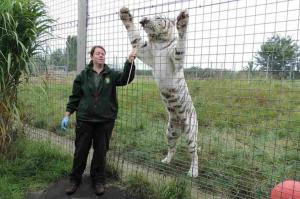Ea e îngrijitoarea UCISĂ de un tigru, la o grădină zoologică din Marea Britanie: "A fost sfâşiată în mai puţin de 30 DE SECUNDE" (FOTO&VIDEO)