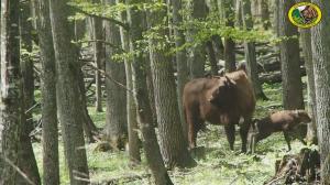 Imagini spectaculoase din pădurile României: primii pași ai unui pui de zimbru născut în libertate