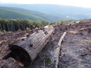 Ce se ASCUNDE în spatele incendiilor de pădure din Semenic: Anchetă a Corpului de Control al ministrului Apelor şi Pădurilor, după dezvălurile făcute de senatorul Mihai Goțiu