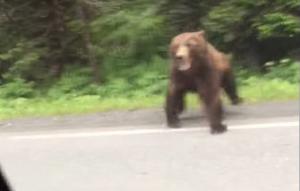 Curiozitatea i-a costat scump! Doi tineri au vrut să privească un urs de aproape, dar au sfârşit fugind mâncând pământul (VIDEO)