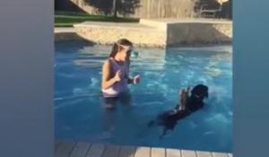 Prietenul la nevoie se cunoaşte! Un căţel de talie mică a fost ajutat de un labrador să ajungă de cealaltă parte a unei piscine. VIDEO viral