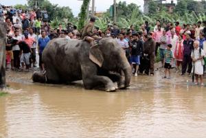 Inundații CATASTROFALE în Nepal! Sute de turiști aflați într-un parc safari au fost salvați de ELEFANȚI. Imagini dramatice