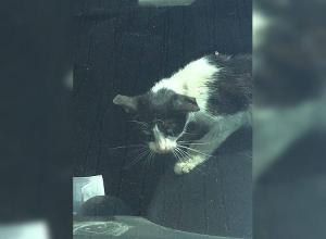 CRUZIME FĂRĂ MARGINI. Mai mulţi pui de pisică au murit după ce au fost încuiaţi într-o maşină timp de o săptămână!