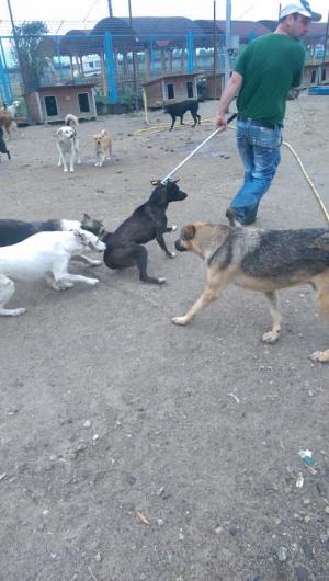 Cruzime fără margini la adăpostul de câini din Oneşti. Bietele animale sunt numai piele şi os, chinuite şi pline de răni
