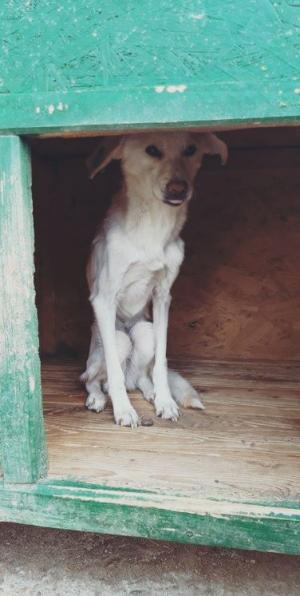 Cruzime fără margini la adăpostul de câini din Oneşti. Bietele animale sunt numai piele şi os, chinuite şi pline de răni