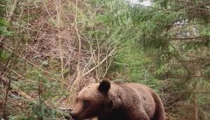 Reacția comică a unui urs din Vrancea, când întâlnește o cameră video, în sălbăticie