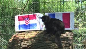 Finala Cupei Mondiale 2018, Franţa – Croaţia. Lemurii de la ZOO Târgu-Mureş au ales campioana!