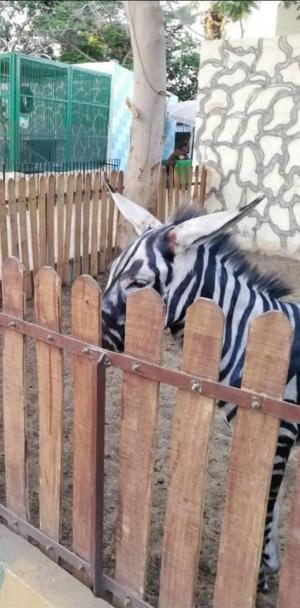 Grădină zoologică din Egipt, în plin scandal după ce angajații au dat cu bidineaua un măgar și l-au prezentat drept zebră