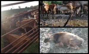 Primarul din Pardina, Tulcea, a confiscat 100 de vite ale sătenilor şi le ţine nemâncate şi fără apă de 5 zile, pentru că au intrat în lanul de porumb al surorii lui