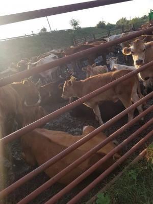 Primarul din Pardina, Tulcea, a confiscat 100 de vite ale sătenilor şi le ţine nemâncate şi fără apă de 5 zile, pentru că au intrat în lanul de porumb al surorii lui