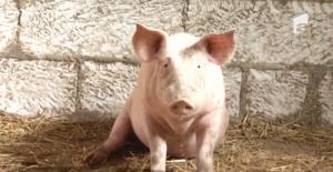 Interzicerea creşterii porcilor în gospodării. Soluţia spaniolilor pentru eradicarea pestei porcine ar putea fi urmată de România