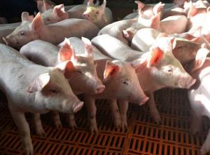 Bilanţ devastator al pestei porcine în România: peste 300.000 de porci ucişi, 927 de focare şi 13 judeţe afectate
