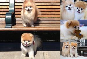 Considerat cel mai frumos căţel din lume, "Boo Pomeranianul" a murit