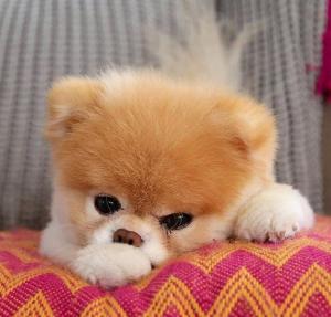 Considerat cel mai frumos căţel din lume, "Boo Pomeranianul" a murit