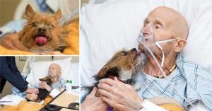 Unui veteran de război, aflat pe patul de moarte, i s-a respectat ultima dorinţă de a-şi mai vedea o dată câinele