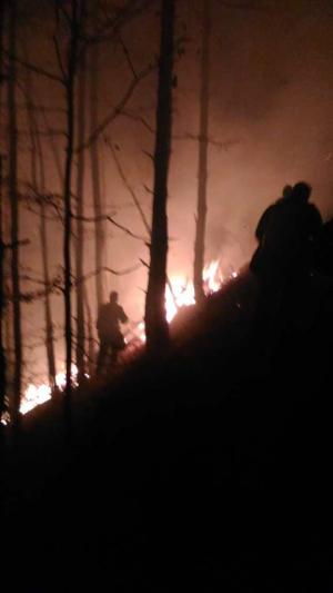 Arde pădurea la Cisnădie, lângă Sibiu. Zeci de pompieri se luptă cu flăcările (video)