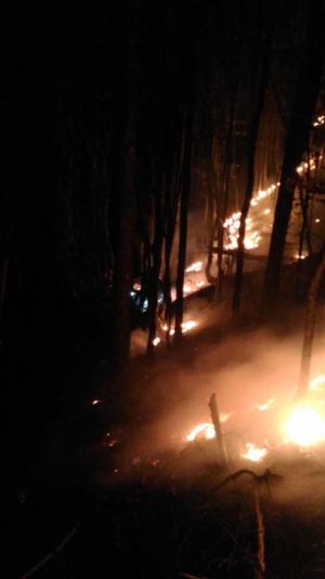 Arde pădurea la Cisnădie, lângă Sibiu. Zeci de pompieri se luptă cu flăcările (video)