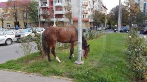 Un cal a fugit de acasă şi a mers mai bine de 10 km ca să pască iarba din centru, la Satu Mare
