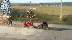 De două săptămâni, un câine stă în locul unde a murit un tânăr, lângă crucea băiatului, pe marginea unui drum din Iaşi