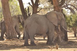 Elefant mort de epuizare, după ce a cărat zeci de turiști