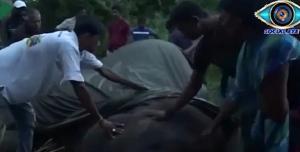 Elefant mort de epuizare, după ce a cărat zeci de turiști