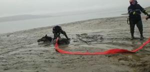 Cal prins în noroi, salvat de pompierii din Argeş (Video)