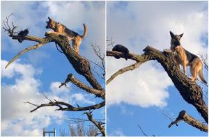 Ciobănesc german, blocat în copac, după ce a alergat o pisică. Câinele a fost salvat de pompieri