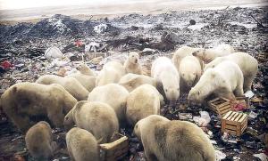 Oraș din Rusia, invadat de peste 50 de urși polari. Autoritățile au declarat stare de urgență