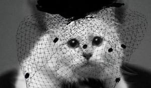 Pisica lui Karl Lagerfeld, în doliu pe Instagram: 'Am inima frântă'