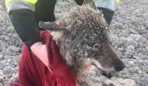 Câine salvat dintr-un râu îngheţat din Estonia, dus la veterinar unde s-a aflat că este lup