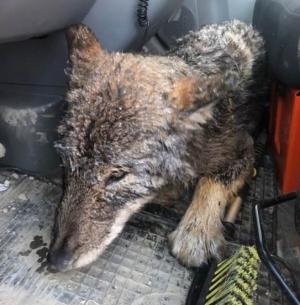 Câine salvat dintr-un râu îngheţat din Estonia, dus la veterinar unde s-a aflat că este lup