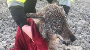 Mai mulţi bărbaţi au salvat un "câine" dintr-un râu îngheţat. În maşină, şi-au dat seama că era un lup