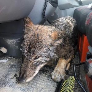 Mai mulţi bărbaţi au salvat un "câine" dintr-un râu îngheţat. În maşină, şi-au dat seama că era un lup