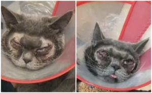 O femeie şi-a supus pisica unor operaţii estetice pentru că "era prea urâtă"