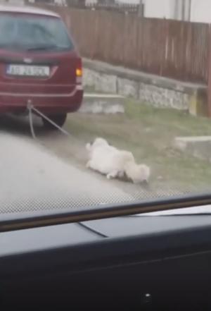 Un câine legat de maşină e târât pe şosea, într-o comună din Argeş (video)