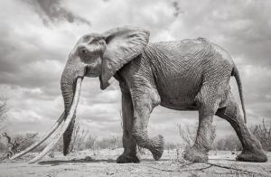 Ultimele imagini cu regina Elefant, surprinse în Kenya, la puţin timp înainte de moarte