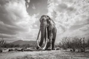 Ultimele imagini cu regina Elefant, surprinse în Kenya, la puţin timp înainte de moarte