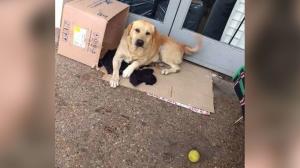 Un câine își așteaptă de o săptămână, în fața spitalului, stăpânul care a murit