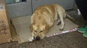 Un câine își așteaptă de o săptămână, în fața spitalului, stăpânul care a murit