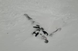 Laurenţiu a murit îngheţat, cu un trandafir în buzunar, pe Valea Albă din munţii Bucegi