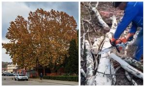 Arborele Anului 2019 în România sluțit de drujbe la Câmpeni, sub privirile uluite ale localnicilor (Video)