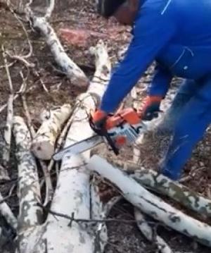 Arborele Anului 2019 în România sluțit de drujbe la Câmpeni, sub privirile uluite ale localnicilor (Video)