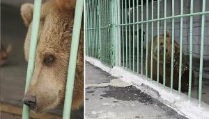 O ursoaică execută pedeapsa de închisoare pe viață într-un penitenciar, alături de deținuți